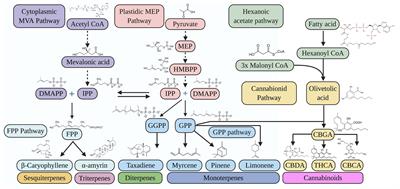 Metabolic Engineering Strategies of Industrial Hemp (Cannabis sativa L.): A Brief Review of the Advances and Challenges